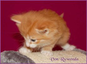 Katerchen James Dean von den Norwegischen Waldkatzen von Ruwenda