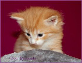 Katerchen James Dean von den Norwegischen Waldkatzen von Ruwenda