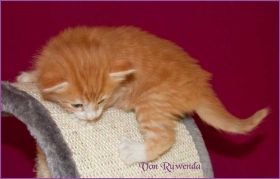 Katerchen James Dean von den Norwegischen Waldkatzen von Ruwenda