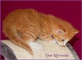 Katerchen James Dean von den Norwegischen Waldkatzen von Ruwenda