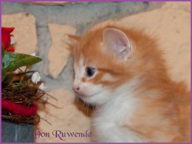 Katerchen James Dean von den Norwegischen Waldkatzen von Ruwenda