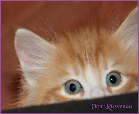 Katerchen James Dean von den Norwegischen Waldkatzen von Ruwenda
