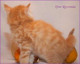Katerchen James Dean von den Norwegischen Waldkatzen von Ruwenda