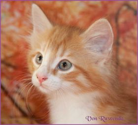 Katerchen James Dean von den Norwegischen Waldkatzen von Ruwenda