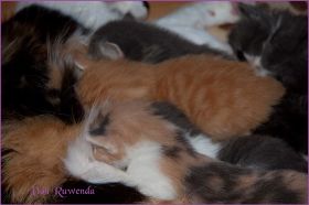 IMG_2611.jpg