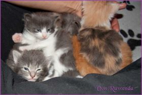 Kitten G-Wurf von den Norwegischen Waldkatzen von Ruwenda