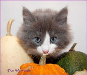 Katerchen Rocky von den Norwegischen Waldkatzen von Ruwenda