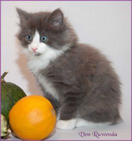 Katerchen Rocky von den Norwegischen Waldkatzen von Ruwenda