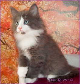 Katerchen Rocky von den Norwegischen Waldkatzen von Ruwenda