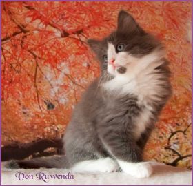 Katerchen Rocky von den Norwegischen Waldkatzen von Ruwenda