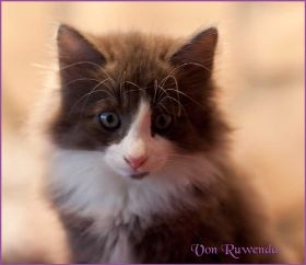 Katerchen Rocky von den Norwegischen Waldkatzen von Ruwenda