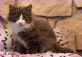 Katerchen Rocky von den Norwegischen Waldkatzen von Ruwenda