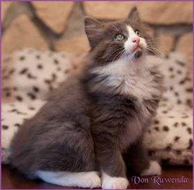Katerchen Rocky von den Norwegischen Waldkatzen von Ruwenda