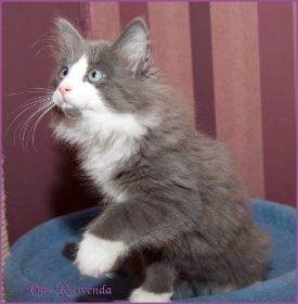 Katerchen Rocky von den Norwegischen Waldkatzen von Ruwenda