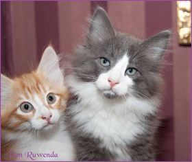 Katerchen Rocky von den Norwegischen Waldkatzen von Ruwenda