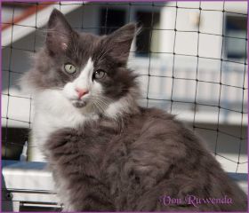 Katerchen Rocky von den Norwegischen Waldkatzen von Ruwenda