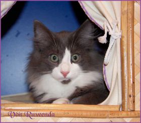 Katerchen Rocky von den Norwegischen Waldkatzen von Ruwenda