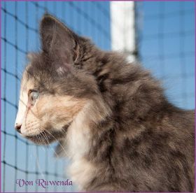 Kätzchen Doris Day von den Norwegischen Waldkatzen von Ruwenda
