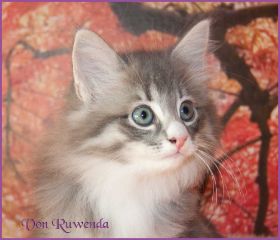 Katerchen Toulouse von den Norwegischen Waldkatzen von Ruwenda