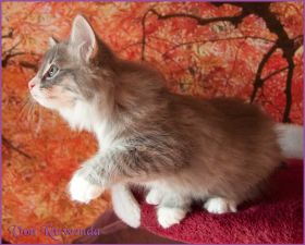 Katerchen Toulouse von den Norwegischen Waldkatzen von Ruwenda