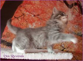Katerchen Toulouse von den Norwegischen Waldkatzen von Ruwenda