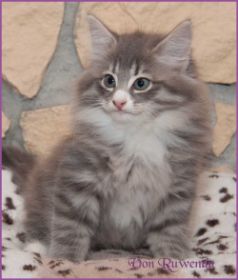 Katerchen Toulouse von den Norwegischen Waldkatzen von Ruwenda