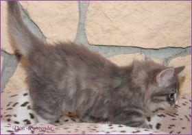 Katerchen Toulouse von den Norwegischen Waldkatzen von Ruwenda