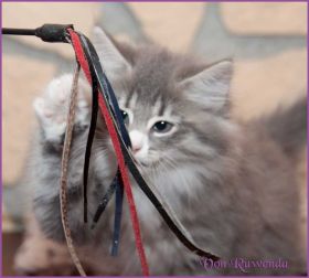 Katerchen Toulouse von den Norwegischen Waldkatzen von Ruwenda