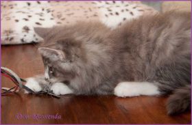 Katerchen Toulouse von den Norwegischen Waldkatzen von Ruwenda