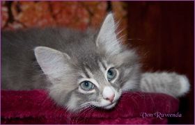 Katerchen Toulouse von den Norwegischen Waldkatzen von Ruwenda
