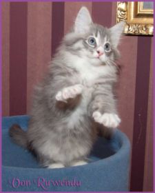 Katerchen Toulouse von den Norwegischen Waldkatzen von Ruwenda
