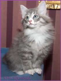 Katerchen Toulouse von den Norwegischen Waldkatzen von Ruwenda