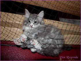 Katerchen Toulouse von den Norwegischen Waldkatzen von Ruwenda