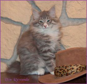 Katerchen Toulouse von den Norwegischen Waldkatzen von Ruwenda