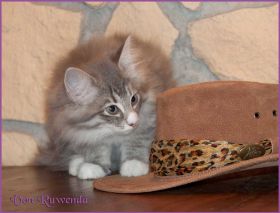 Katerchen Toulouse von den Norwegischen Waldkatzen von Ruwenda