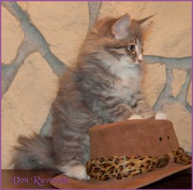 Katerchen Toulouse von den Norwegischen Waldkatzen von Ruwenda