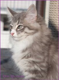 Katerchen Toulouse von den Norwegischen Waldkatzen von Ruwenda