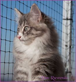 Katerchen Toulouse von den Norwegischen Waldkatzen von Ruwenda