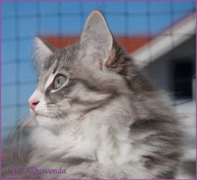Katerchen Toulouse von den Norwegischen Waldkatzen von Ruwenda