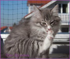 Katerchen Toulouse von den Norwegischen Waldkatzen von Ruwenda