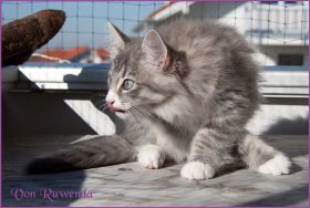 Katerchen Toulouse von den Norwegischen Waldkatzen von Ruwenda