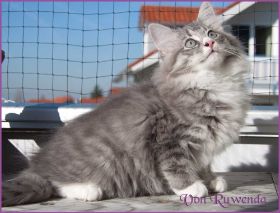 Katerchen Toulouse von den Norwegischen Waldkatzen von Ruwenda
