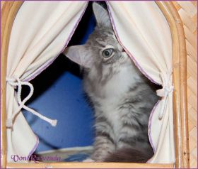 Katerchen Toulouse von den Norwegischen Waldkatzen von Ruwenda