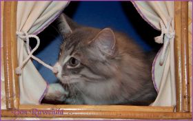Katerchen Toulouse von den Norwegischen Waldkatzen von Ruwenda