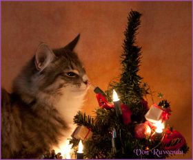 Katerchen Toulouse von den Norwegischen Waldkatzen von Ruwenda an Weihnachen 2012