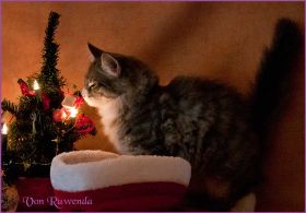 Katerchen Toulouse von den Norwegischen Waldkatzen von Ruwenda an Weihnachen 2012