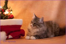 Katerchen Toulouse von den Norwegischen Waldkatzen von Ruwenda an Weihnachen 2012