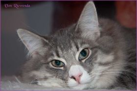 Katerchen Toulouse von den Norwegischen Waldkatzen von Ruwenda