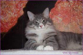Katerchen Toulouse von den Norwegischen Waldkatzen von Ruwenda