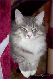 Katerchen Toulouse von den Norwegischen Waldkatzen von Ruwenda